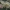 Didžioji pienuolė - Calotropis gigantea | Fotografijos autorius : Nomeda Vėlavičienė | © Macrogamta.lt | Šis tinklapis priklauso bendruomenei kuri domisi makro fotografija ir fotografuoja gyvąjį makro pasaulį.