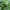 Geltonasis dulkiagraužis - Cteniopus sulphureus | Fotografijos autorius : Vitalii Alekseev | © Macrogamta.lt | Šis tinklapis priklauso bendruomenei kuri domisi makro fotografija ir fotografuoja gyvąjį makro pasaulį.