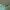 Paprastasis moliūgvoris - Araniella cucurbitina ♂ | Fotografijos autorius : Gintautas Steiblys | © Macronature.eu | Macro photography web site