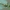 Paprastasis moliūgvoris - Araniella cucurbitina ♂ | Fotografijos autorius : Gintautas Steiblys | © Macronature.eu | Macro photography web site