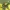 Paprastasis moliūgvoris - Araniella cucurbitina | Fotografijos autorius : Gintautas Steiblys | © Macrogamta.lt | Šis tinklapis priklauso bendruomenei kuri domisi makro fotografija ir fotografuoja gyvąjį makro pasaulį.
