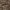 Cukrinis žvyninukas - Lepisma saccharinum | Fotografijos autorius : Žilvinas Pūtys | © Macrogamta.lt | Šis tinklapis priklauso bendruomenei kuri domisi makro fotografija ir fotografuoja gyvąjį makro pasaulį.
