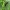 Dėmėtasis grakštenis - Rutpela maculata (Poda, 1761) | Fotografijos autorius : Vitalii Alekseev | © Macrogamta.lt | Šis tinklapis priklauso bendruomenei kuri domisi makro fotografija ir fotografuoja gyvąjį makro pasaulį.