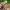 Dėmėtasis grakštenis - Rutpela maculata | Fotografijos autorius : Vitalii Alekseev | © Macrogamta.lt | Šis tinklapis priklauso bendruomenei kuri domisi makro fotografija ir fotografuoja gyvąjį makro pasaulį.