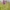 Baltijinė gegūnė - Dactylorhiza majalis subsp. baltica | Fotografijos autorius : Agnė Našlėnienė | © Macrogamta.lt | Šis tinklapis priklauso bendruomenei kuri domisi makro fotografija ir fotografuoja gyvąjį makro pasaulį.