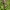 Dėmėtoji notrelė - Lamium maculatum | Fotografijos autorius : Ramunė Vakarė | © Macrogamta.lt | Šis tinklapis priklauso bendruomenei kuri domisi makro fotografija ir fotografuoja gyvąjį makro pasaulį.