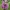 Dėmėtoji notrelė - Lamium maculatum | Fotografijos autorius : Gintautas Steiblys | © Macrogamta.lt | Šis tinklapis priklauso bendruomenei kuri domisi makro fotografija ir fotografuoja gyvąjį makro pasaulį.