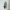 Dėmėtoji pilkblakė - Piesma maculatum | Fotografijos autorius : Vidas Brazauskas | © Macrogamta.lt | Šis tinklapis priklauso bendruomenei kuri domisi makro fotografija ir fotografuoja gyvąjį makro pasaulį.