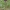 Dailusis šalavijas - Salvia viridis | Fotografijos autorius : Gintautas Steiblys | © Macrogamta.lt | Šis tinklapis priklauso bendruomenei kuri domisi makro fotografija ir fotografuoja gyvąjį makro pasaulį.