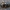 Daržinis žvilgvabalis - Glischrochilus hortensis | Fotografijos autorius : Žilvinas Pūtys | © Macrogamta.lt | Šis tinklapis priklauso bendruomenei kuri domisi makro fotografija ir fotografuoja gyvąjį makro pasaulį.