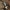 Daržinis žvilgvabalis - Glischrochilus hortensis | Fotografijos autorius : Vidas Brazauskas | © Macrogamta.lt | Šis tinklapis priklauso bendruomenei kuri domisi makro fotografija ir fotografuoja gyvąjį makro pasaulį.