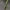 Daržinis pelėdgalvis - Lacanobia oleracea | Fotografijos autorius : Agnė Našlėnienė | © Macrogamta.lt | Šis tinklapis priklauso bendruomenei kuri domisi makro fotografija ir fotografuoja gyvąjį makro pasaulį.