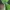 Daržinis pelėdgalvis - Lacanobia oleracea | Fotografijos autorius : Agnė Našlėnienė | © Macrogamta.lt | Šis tinklapis priklauso bendruomenei kuri domisi makro fotografija ir fotografuoja gyvąjį makro pasaulį.