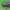 Daržinis pelėdgalvis - Lacanobia oleracea | Fotografijos autorius : Gintautas Steiblys | © Macrogamta.lt | Šis tinklapis priklauso bendruomenei kuri domisi makro fotografija ir fotografuoja gyvąjį makro pasaulį.
