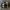 Raštuotasis juodvabalis - Diaperis boleti | Fotografijos autorius : Žilvinas Pūtys | © Macronature.eu | Macro photography web site