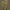 Daugiažiedis kiškiagrikis - Luzula multiflora | Fotografijos autorius : Gintautas Steiblys | © Macrogamta.lt | Šis tinklapis priklauso bendruomenei kuri domisi makro fotografija ir fotografuoja gyvąjį makro pasaulį.