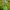 Daugiametė blizgė - Lunaria rediviva | Fotografijos autorius : Deividas Makavičius | © Macrogamta.lt | Šis tinklapis priklauso bendruomenei kuri domisi makro fotografija ir fotografuoja gyvąjį makro pasaulį.
