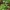 Daugiametė blizgė - Lunaria rediviva | Fotografijos autorius : Deividas Makavičius | © Macrogamta.lt | Šis tinklapis priklauso bendruomenei kuri domisi makro fotografija ir fotografuoja gyvąjį makro pasaulį.
