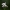Daugiametė blizgė - Lunaria rediviva | Fotografijos autorius : Agnė Našlėnienė | © Macrogamta.lt | Šis tinklapis priklauso bendruomenei kuri domisi makro fotografija ir fotografuoja gyvąjį makro pasaulį.