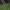Daugiametė blizgė - Lunaria rediviva | Fotografijos autorius : Kęstutis Obelevičius | © Macrogamta.lt | Šis tinklapis priklauso bendruomenei kuri domisi makro fotografija ir fotografuoja gyvąjį makro pasaulį.