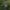 Didžiažiedis katilėlis - Campanula persicifolia | Fotografijos autorius : Kęstutis Obelevičius | © Macrogamta.lt | Šis tinklapis priklauso bendruomenei kuri domisi makro fotografija ir fotografuoja gyvąjį makro pasaulį.