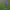 Didžiažiedis katilėlis - Campanula persicifolia | Fotografijos autorius : Kęstutis Obelevičius | © Macrogamta.lt | Šis tinklapis priklauso bendruomenei kuri domisi makro fotografija ir fotografuoja gyvąjį makro pasaulį.