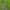 Didžiažiedis katilėlis - Campanula persicifolia | Fotografijos autorius : Gintautas Steiblys | © Macrogamta.lt | Šis tinklapis priklauso bendruomenei kuri domisi makro fotografija ir fotografuoja gyvąjį makro pasaulį.