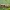 Didžioji endotenija - Endothenia quadrimaculana | Fotografijos autorius : Žilvinas Pūtys | © Macrogamta.lt | Šis tinklapis priklauso bendruomenei kuri domisi makro fotografija ir fotografuoja gyvąjį makro pasaulį.