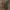 Didžioji kūdrinukė - Lymnaea stagnalis | Fotografijos autorius : Gintautas Steiblys | © Macrogamta.lt | Šis tinklapis priklauso bendruomenei kuri domisi makro fotografija ir fotografuoja gyvąjį makro pasaulį.