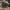 Didysis ąžuolinis amaras - Stomaphis quercus | Fotografijos autorius : Gintautas Steiblys | © Macrogamta.lt | Šis tinklapis priklauso bendruomenei kuri domisi makro fotografija ir fotografuoja gyvąjį makro pasaulį.