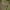 Didysis drebulenis - Saperda carcharias | Fotografijos autorius : Žilvinas Pūtys | © Macrogamta.lt | Šis tinklapis priklauso bendruomenei kuri domisi makro fotografija ir fotografuoja gyvąjį makro pasaulį.