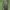 Didysis drebulenis - Saperda carcharias | Fotografijos autorius : Žilvinas Pūtys | © Macrogamta.lt | Šis tinklapis priklauso bendruomenei kuri domisi makro fotografija ir fotografuoja gyvąjį makro pasaulį.
