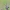 Didysis drebulenis - Saperda carcharias | Fotografijos autorius : Arūnas Eismantas | © Macrogamta.lt | Šis tinklapis priklauso bendruomenei kuri domisi makro fotografija ir fotografuoja gyvąjį makro pasaulį.