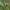Didysis dviuodegis - Cerura vinula, vikšras | Fotografijos autorius : Vidas Brazauskas | © Macrogamta.lt | Šis tinklapis priklauso bendruomenei kuri domisi makro fotografija ir fotografuoja gyvąjį makro pasaulį.
