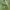 Didysis dviuodegis - Cerura vinula, vikšras | Fotografijos autorius : Vidas Brazauskas | © Macrogamta.lt | Šis tinklapis priklauso bendruomenei kuri domisi makro fotografija ir fotografuoja gyvąjį makro pasaulį.