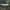 Didysis dviuodegis - Cerura vinula, vikšras | Fotografijos autorius : Žilvinas Pūtys | © Macrogamta.lt | Šis tinklapis priklauso bendruomenei kuri domisi makro fotografija ir fotografuoja gyvąjį makro pasaulį.