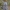 Didysis dviuodegis - Cerura vinula | Fotografijos autorius : Žilvinas Pūtys | © Macrogamta.lt | Šis tinklapis priklauso bendruomenei kuri domisi makro fotografija ir fotografuoja gyvąjį makro pasaulį.