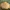 Didysis geltonsprindis - Ennomos autumnaria | Fotografijos autorius : Gintautas Steiblys | © Macrogamta.lt | Šis tinklapis priklauso bendruomenei kuri domisi makro fotografija ir fotografuoja gyvąjį makro pasaulį.