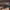 Didysis juodvabalis - Zophobas atratus | Fotografijos autorius : Gintautas Steiblys | © Macrogamta.lt | Šis tinklapis priklauso bendruomenei kuri domisi makro fotografija ir fotografuoja gyvąjį makro pasaulį.