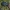 Didysis puošniažygis - Carabus coriaceus | Fotografijos autorius : Žilvinas Pūtys | © Macrogamta.lt | Šis tinklapis priklauso bendruomenei kuri domisi makro fotografija ir fotografuoja gyvąjį makro pasaulį.