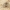 Didysis smėliašoklis - Yllenus arenarius | Fotografijos autorius : Agnė Našlėnienė | © Macrogamta.lt | Šis tinklapis priklauso bendruomenei kuri domisi makro fotografija ir fotografuoja gyvąjį makro pasaulį.
