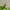 Dilgėlinė žolblakė - Plagiognathus arbustorum | Fotografijos autorius : Vidas Brazauskas | © Macrogamta.lt | Šis tinklapis priklauso bendruomenei kuri domisi makro fotografija ir fotografuoja gyvąjį makro pasaulį.