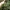 Mažasporė žalsvabudė - Simocybe centunculus | Fotografijos autorius : Vitalij Drozdov | © Macronature.eu | Macro photography web site