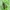 Dėmėtoji dirvablakė - Scolopostethus affinis | Fotografijos autorius : Vidas Brazauskas | © Macrogamta.lt | Šis tinklapis priklauso bendruomenei kuri domisi makro fotografija ir fotografuoja gyvąjį makro pasaulį.