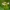 Dirvinė aklė - Galeopsis tetrahit | Fotografijos autorius : Ramunė Vakarė | © Macrogamta.lt | Šis tinklapis priklauso bendruomenei kuri domisi makro fotografija ir fotografuoja gyvąjį makro pasaulį.
