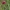  Šilinis dobilas - Trifolium medium | Fotografijos autorius : Gintautas Steiblys | © Macrogamta.lt | Šis tinklapis priklauso bendruomenei kuri domisi makro fotografija ir fotografuoja gyvąjį makro pasaulį.