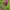 Alpinis dobilas - Trifolium alpestre | Fotografijos autorius : Gintautas Steiblys | © Macrogamta.lt | Šis tinklapis priklauso bendruomenei kuri domisi makro fotografija ir fotografuoja gyvąjį makro pasaulį.