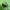 Dobilinė kamuolblakė - Coptosoma scutellarum | Fotografijos autorius : Vidas Brazauskas | © Macrogamta.lt | Šis tinklapis priklauso bendruomenei kuri domisi makro fotografija ir fotografuoja gyvąjį makro pasaulį.