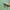 Dobilinis žandūnas - Labidostomis longimana | Fotografijos autorius : Gintautas Steiblys | © Macrogamta.lt | Šis tinklapis priklauso bendruomenei kuri domisi makro fotografija ir fotografuoja gyvąjį makro pasaulį.