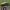 Dobilinis žandūnas - Labidostomis longimana | Fotografijos autorius : Žilvinas Pūtys | © Macrogamta.lt | Šis tinklapis priklauso bendruomenei kuri domisi makro fotografija ir fotografuoja gyvąjį makro pasaulį.